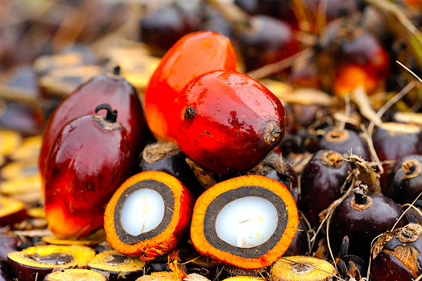 close up of fresh oil palm fruits, selective focus.